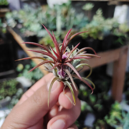Tillandsia Red Ionantha Fuego ( Airplant ), real gallery image #4 plants. Picture taken directly from kaktus.id community Tillandsia farmer green houses.