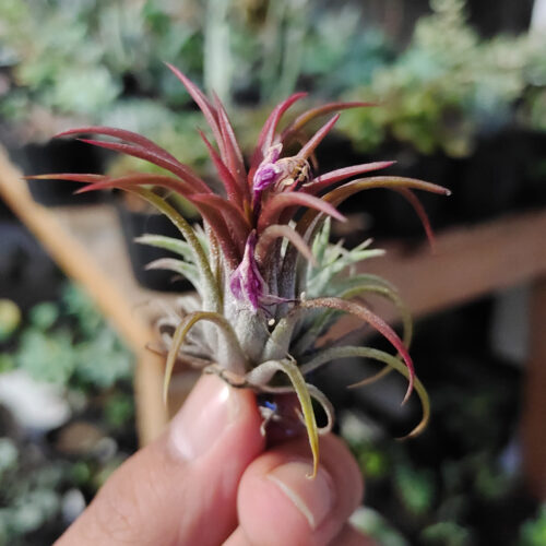 Tillandsia Red Ionantha Fuego ( Airplant ), real gallery image #5 plants. Picture taken directly from kaktus.id community Tillandsia farmer green houses.