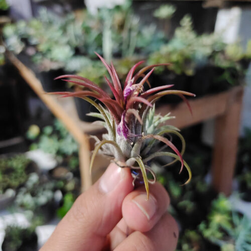 Tillandsia Red Ionantha Fuego ( Airplant ), real gallery image #6 plants. Picture taken directly from kaktus.id community Tillandsia farmer green houses.