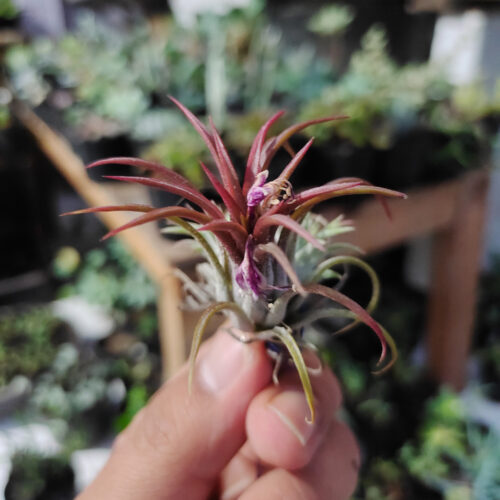Tillandsia Red Ionantha Fuego ( Airplant ), real gallery image #7 plants. Picture taken directly from kaktus.id community Tillandsia farmer green houses.