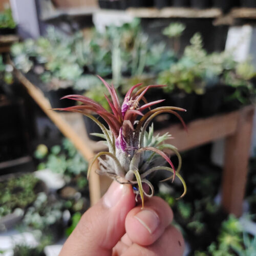 Tillandsia Red Ionantha Fuego ( Airplant ), real gallery image #8 plants. Picture taken directly from kaktus.id community Tillandsia farmer green houses.