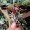 Tillandsia Red Ionantha Fuego ( Airplant ), real gallery image #9 plants. Picture taken directly from kaktus.id community Tillandsia farmer green houses.