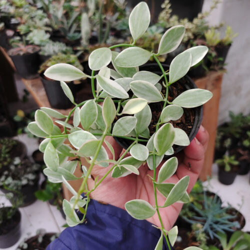 Dischidia Cascade Variegated, real gallery image #4 plants. Picture taken directly from kaktus.id community Dischidia farmer green houses.