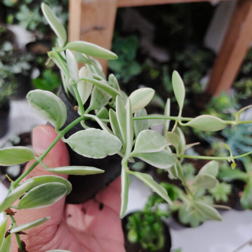 Dischidia Cascade Variegated, real gallery image #7 plants. Picture taken directly from kaktus.id community Dischidia farmer green houses.