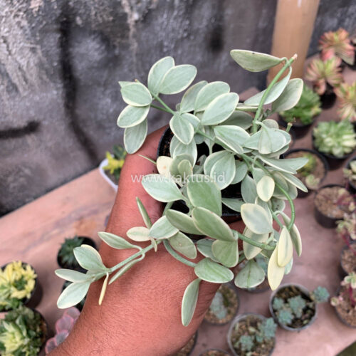 Dischidia Cascade Variegated, real gallery image #9 plants. Picture taken directly from kaktus.id community Dischidia farmer green houses.