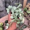 Dischidia Cascade Variegated, real gallery image #10 plants. Picture taken directly from kaktus.id community Dischidia farmer green houses.
