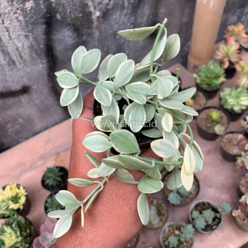 Dischidia Cascade Variegated, real gallery image #11 plants. Picture taken directly from kaktus.id community Dischidia farmer green houses.