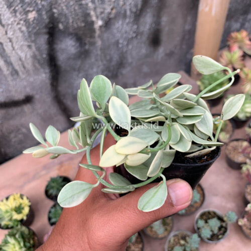 Dischidia Cascade Variegated, real gallery image #12 plants. Picture taken directly from kaktus.id community Dischidia farmer green houses.
