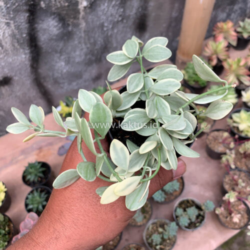 Dischidia Cascade Variegated, real gallery image #8 plants. Picture taken directly from kaktus.id community Dischidia farmer green houses.