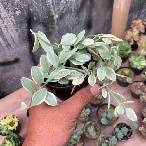 Dischidia Cascade Variegated, real gallery image #13 plants. Picture taken directly from kaktus.id community Dischidia farmer green houses.