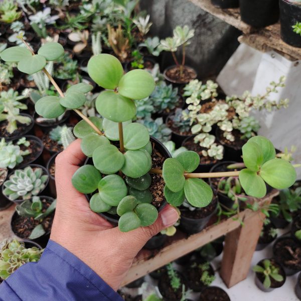 509. Peperomia Hope - Image 2