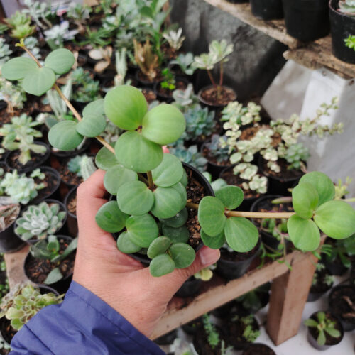 Peperomia Hope, real gallery image #2 plants. Picture taken directly from kaktus.id community Peperomia farmer green houses.