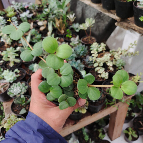Peperomia Hope, real gallery image #3 plants. Picture taken directly from kaktus.id community Peperomia farmer green houses.