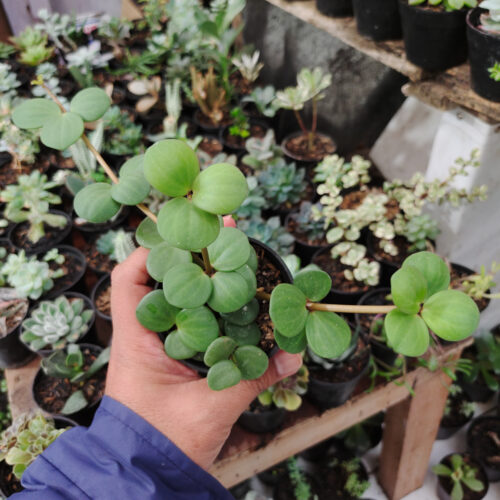 Peperomia Hope, real gallery image #4 plants. Picture taken directly from kaktus.id community Peperomia farmer green houses.