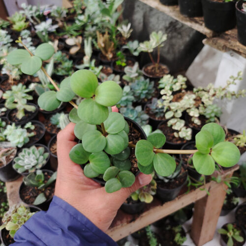 Peperomia Hope, real gallery image #5 plants. Picture taken directly from kaktus.id community Peperomia farmer green houses.