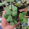 Peperomia Hope, real gallery image #6 plants. Picture taken directly from kaktus.id community Peperomia farmer green houses.