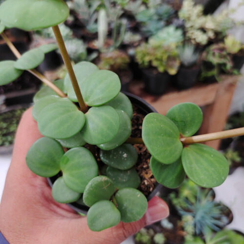 Peperomia Hope, real gallery image #7 plants. Picture taken directly from kaktus.id community Peperomia farmer green houses.
