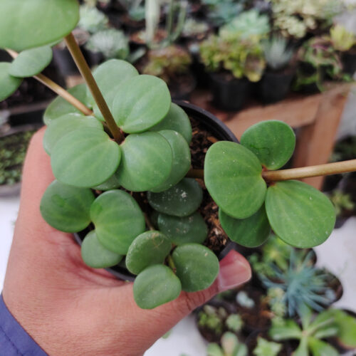 Peperomia Hope, real gallery image #8 plants. Picture taken directly from kaktus.id community Peperomia farmer green houses.
