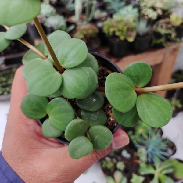 509. Peperomia Hope - Image 9