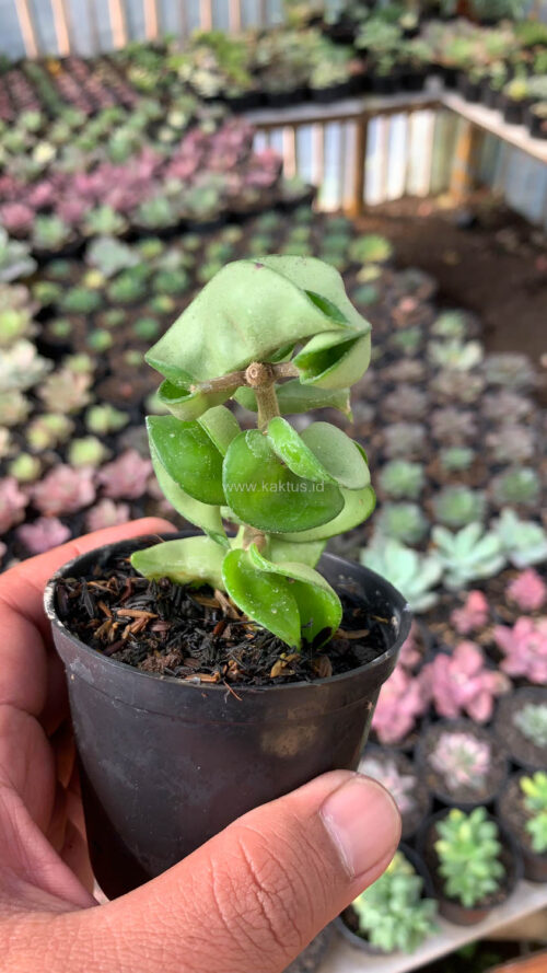 Hoya Compacta, real gallery image #5 plants. Picture taken directly from kaktus.id community Hoya farmer green houses.