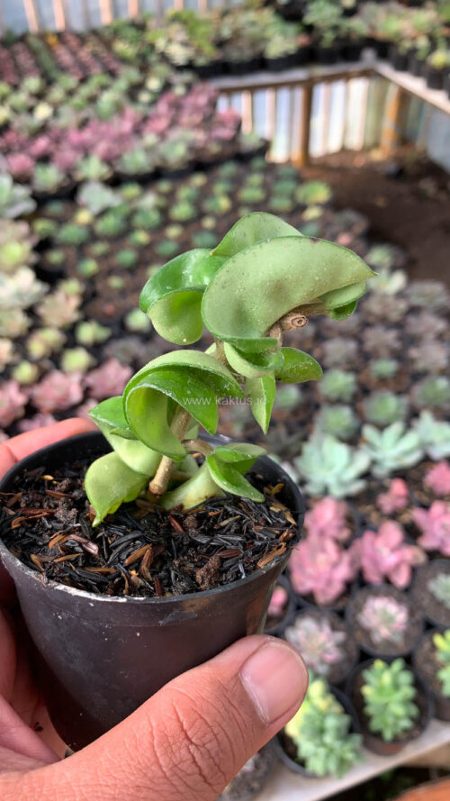 Hoya Compacta, real gallery image #4 plants. Picture taken directly from kaktus.id community Hoya farmer green houses.