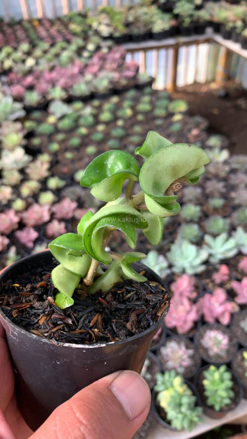 Hoya Compacta, real gallery image #3 plants. Picture taken directly from kaktus.id community Hoya farmer green houses.