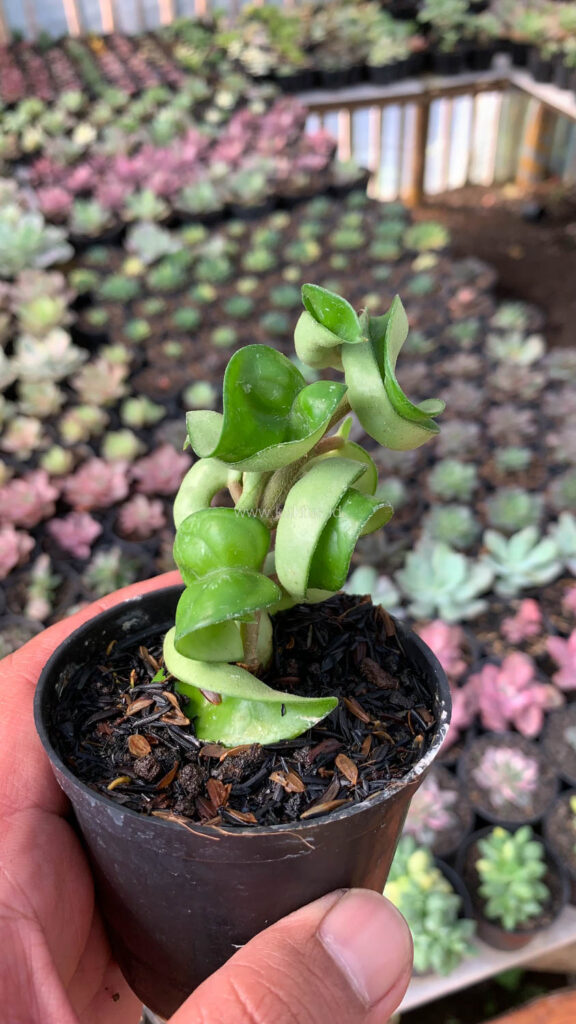 kaktus.id