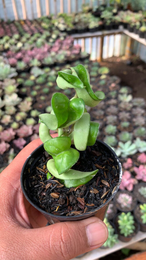 Hoya Compacta, real gallery image #6 plants. Picture taken directly from kaktus.id community Hoya farmer green houses.