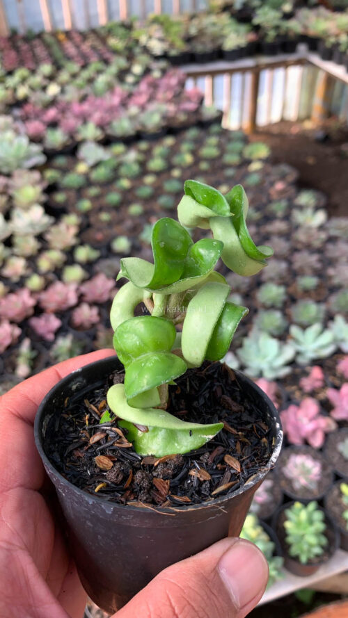 Hoya Compacta, real gallery image #1 plants. Picture taken directly from kaktus.id community Hoya farmer green houses.