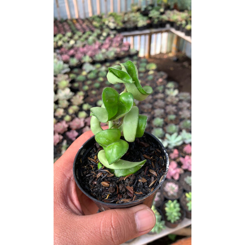kaktus.id