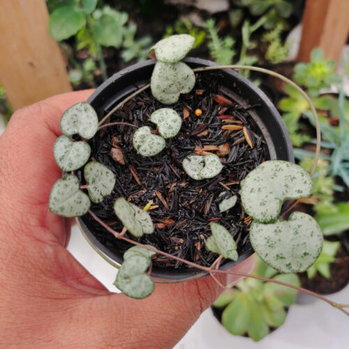 Ceropegia Woodii Silver Glory / String Of Heart Silver Glory, real gallery image #2 plants. Picture taken directly from kaktus.id community Ceropegia farmer green houses.