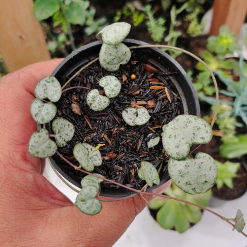 Ceropegia Woodii Silver Glory / String Of Heart Silver Glory, real gallery image #3 plants. Picture taken directly from kaktus.id community Ceropegia farmer green houses.