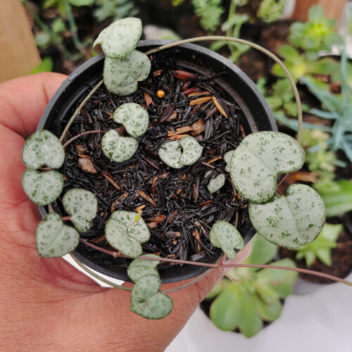 Ceropegia Woodii Silver Glory / String Of Heart Silver Glory, real gallery image #4 plants. Picture taken directly from kaktus.id community Ceropegia farmer green houses.