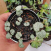 Ceropegia Woodii Silver Glory / String Of Heart Silver Glory, real gallery image #5 plants. Picture taken directly from kaktus.id community Ceropegia farmer green houses.