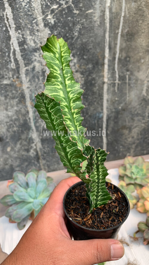 Euphorbia Bougheyi, real gallery image #7 plants. Picture taken directly from kaktus.id community Euphorbia farmer green houses.