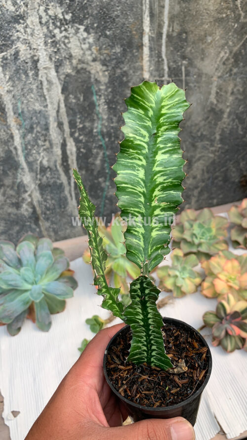Euphorbia Bougheyi, real gallery image #9 plants. Picture taken directly from kaktus.id community Euphorbia farmer green houses.
