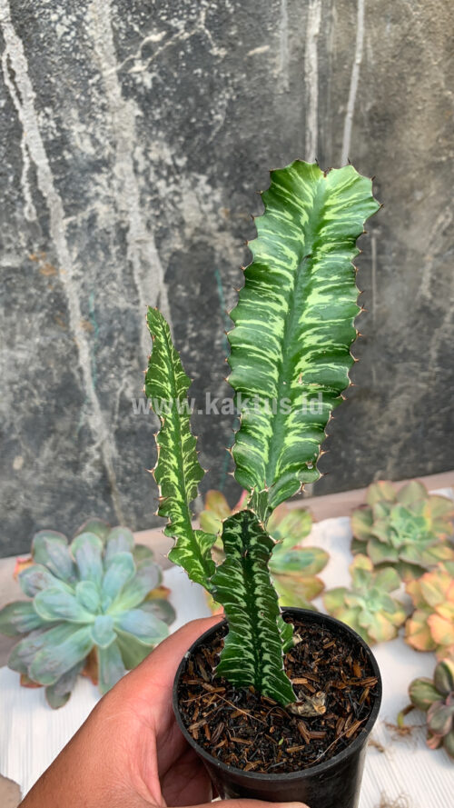 Euphorbia Bougheyi, real gallery image #8 plants. Picture taken directly from kaktus.id community Euphorbia farmer green houses.