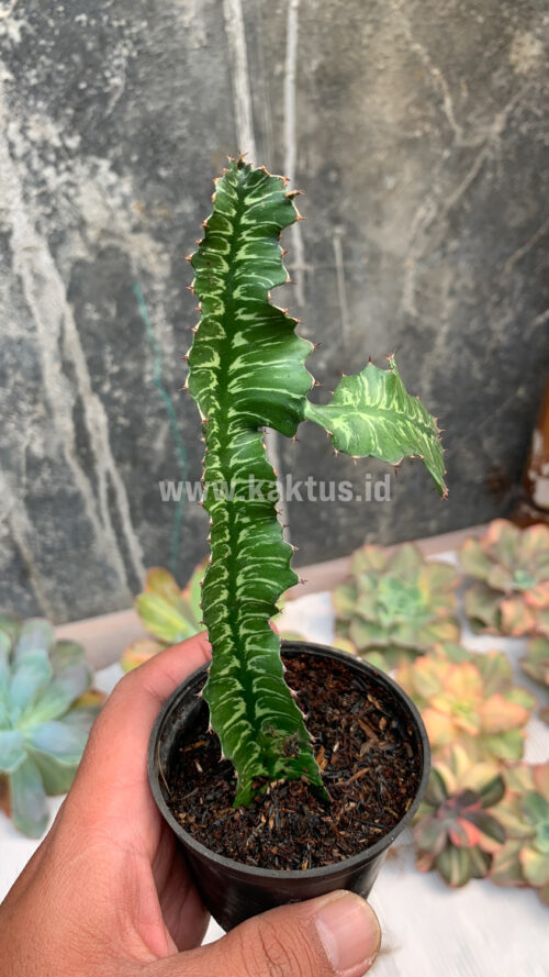 Euphorbia Bougheyi, real gallery image #6 plants. Picture taken directly from kaktus.id community Euphorbia farmer green houses.