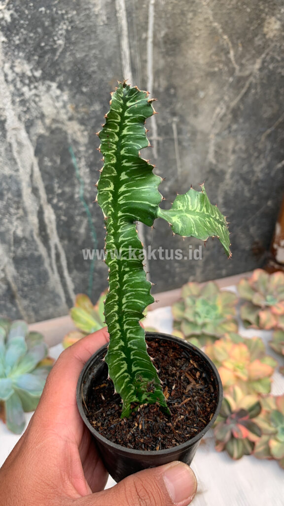 kaktus.id