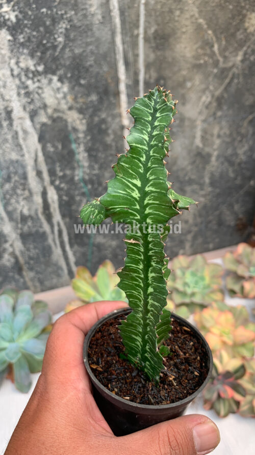 Euphorbia Bougheyi, real gallery image #5 plants. Picture taken directly from kaktus.id community Euphorbia farmer green houses.