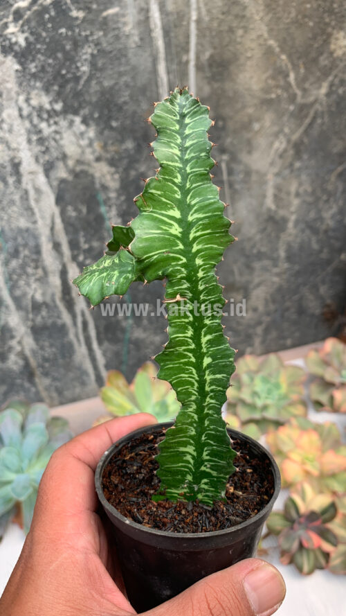 Euphorbia Bougheyi, real gallery image #3 plants. Picture taken directly from kaktus.id community Euphorbia farmer green houses.