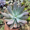 Echeveria Bird Claw, real gallery image #2 plants. Picture taken directly from kaktus.id community Echeveria farmer green houses.