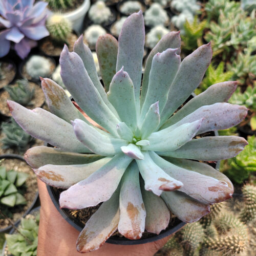 echeveria Leather Switiching Work JKT 1 29 Echeveria Varieties for