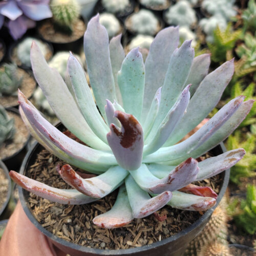 Echeveria Bird Claw, real gallery image #3 plants. Picture taken directly from kaktus.id community Echeveria farmer green houses.