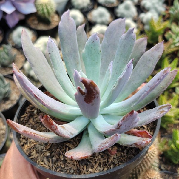 513. Echeveria Bird Claw - Image 4