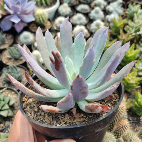 Echeveria Bird Claw, real gallery image #1 plants. Picture taken directly from kaktus.id community Echeveria farmer green houses.