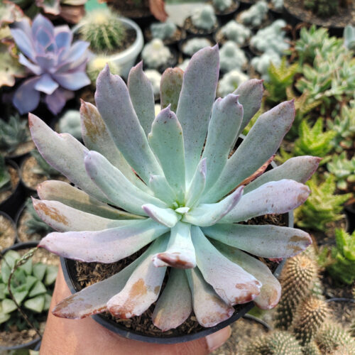 Echeveria Bird Claw, real gallery image #4 plants. Picture taken directly from kaktus.id community Echeveria farmer green houses.