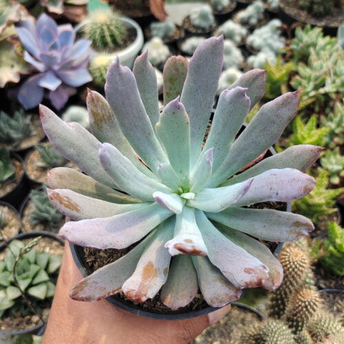 Echeveria Bird Claw, real gallery image #5 plants. Picture taken directly from kaktus.id community Echeveria farmer green houses.