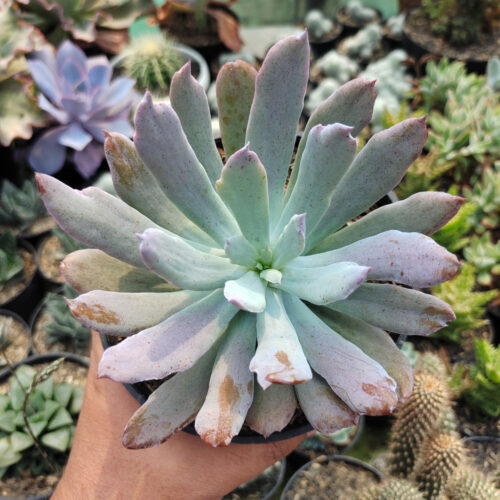 Echeveria Bird Claw, real gallery image #6 plants. Picture taken directly from kaktus.id community Echeveria farmer green houses.