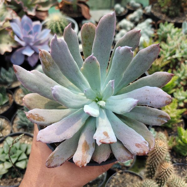 513. Echeveria Bird Claw - Image 7